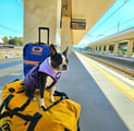 Yoki sitting on a suitcase at the train station in Milazzo, Sicily.
