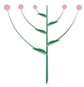 Inflorescence indéfinie – Corymbe