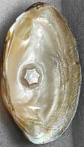 "Approx 10mm glossy white flower-shaped designer cultured pearl-using nucleus implantation-for export compliance"