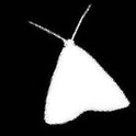 mothmansmilk logo