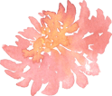 a pink orange flower