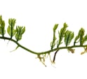 Caulerpa sertularioides
