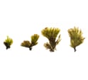 Rhipilia tomentosa
