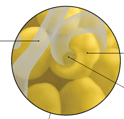 Lichen - structure