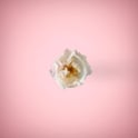 White rose in a ping background