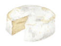watercolor camembert 
