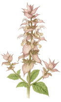 clary sage illustration