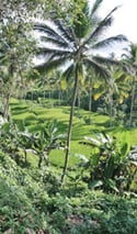 bois tropical - arbres tropicaux