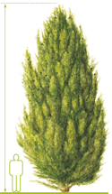 Conifère - Genévrier commun - Juniperus communis