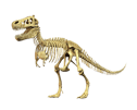 Tyrannosaurus Rex Skelett