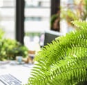 Planta helecho de boston encima de escritorio y con más plantas detrás