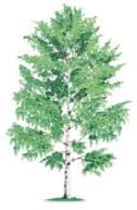 Feuillus - bouleau