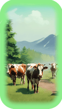 Cows