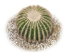 Plante cactus 