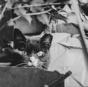 a grey cat with a piercing gaze stares into the camera from behind a planter