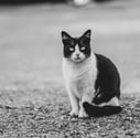an elegant black-and-white tuxedo cat looks into the camera while sitting at a car park, blurred background