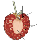 Plante à fleur - Drupéoles de la framboise