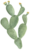watercolor cactus