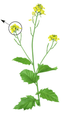 Plante à fleur – Corymbe de moutarde 