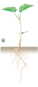 Plante à fleur - germination