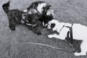 group of dogs playing together - black and white