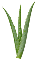Dr Heitor Oliveira Homeopatia logo