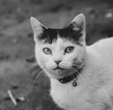 Portrait of a white cat with a black mark on its head and a jingle bell, the cat is looking into the camera.
