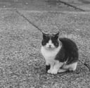 A grey-and-white tuxedo cat sits on the ground of a car park, looking into the camera. The background is blurred.