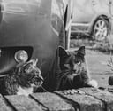 a tabby cat and a grey male cat sit behind a low brick wall, tabby looks at the grey cat, the grey looks at you