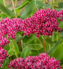 tombe fleur rose secheresse canicule résistante