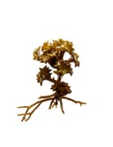 Wallis Seaweeds