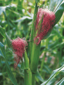 Maïs - Zea mays