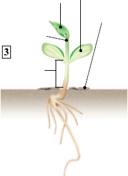 Plante à fleur - germination