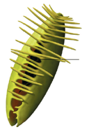 Plante carnivore