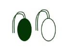 Reproduction sexuelle des algues - isogamie