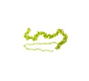 Ulva intestinalis