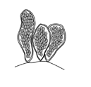 Reproduction asexuelle des algues - endospore