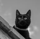 A black cat on a brick wall, photographed against the sky, looks into the distance. 