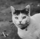 White cat with black mark on the head and a jingle bell