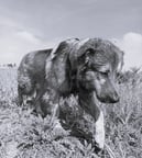 Dog walking down embankment - black and white