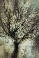 Ethereal abstract tree artwork by Martin Osner from the Eminence series, showcasing layered natural textures and light.