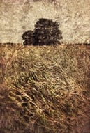 Fine art tree photography of two trees with golden field and layered textures by artist Martin Osner.