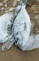 Poisson mort par le plastique