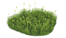 Mousse polytric commun