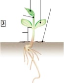 Plante à fleur - germination