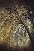 Ethereal art tree photograph by Martin Osner featuring layered textures and autumn leaves in warm golden light.