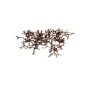 Actinotrichia sp.
