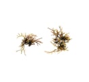 Gelidiella sp.
