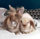 photo de référence de deux lapins pour faire un tufting de lapins personnalisés