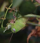 grasshopper closeup on rose bush